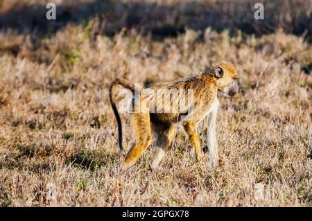 Kenia, Tsavo East National Park, Olive Pavian (Papio anubis) Stockfoto