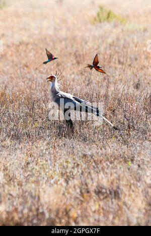 Kenia, Tsavo East National Park, ein Sekretariatssieger (Schütze serpentarius) und zwei Bienenfresser Stockfoto