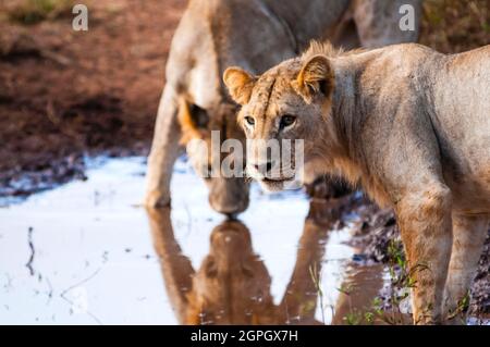 Kenia, Tsavo East National Park, zwei junge männliche Löwen (Panthera leo) trinken in einer Pfütze Stockfoto