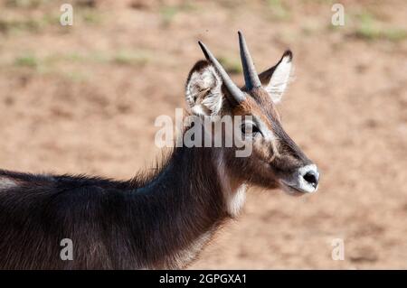 Kenia, Taita Hills Wildlife Sanctuary, junger männlicher Wasserbock (Kobus ellipsiprymnus) Stockfoto