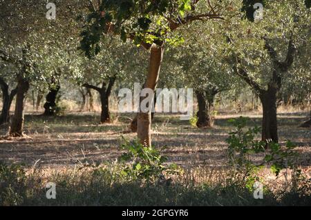 Alte Olivenbäume im Dorf in Istrien, Kroatien. Stockfoto