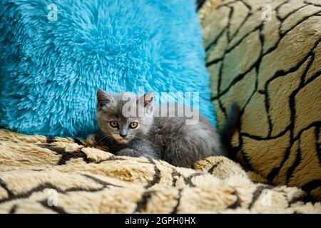 Ein kleines graues Kätzchen liegt auf dem Sofa und blickt auf die Kamera gegen das blaue Kissen Stockfoto