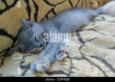 Nahaufnahme einer kleinen grauen Kurzhaar-Katze schläft auf dem Sofa Stockfoto