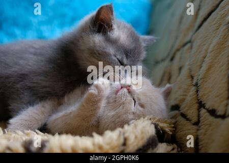 Zwei niedliche Katzen liegen auf dem Sofa und umarmen sich Stockfoto