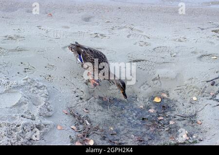 Mallard oder Wildente - anas platyrhynchos am Sandstrand. Im Sand befinden sich Fußabdrücke von Mensch und Tier. Stockfoto