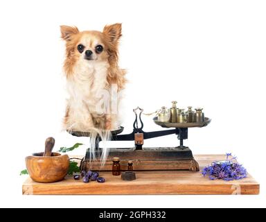 chihuahua auf einem Roberval-Gleichgewicht vor weißem Hintergrund Stockfoto