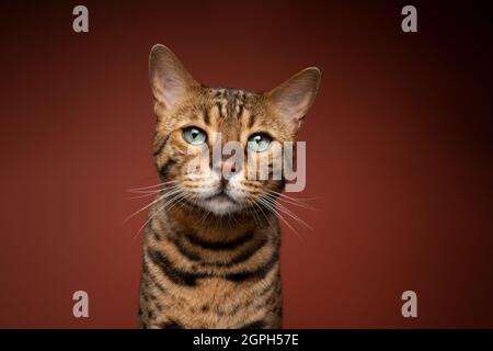 Grün-Augen braun gefleckte bengalen Katze Porträt auf braunem Hintergrund mit Kopierraum Stockfoto