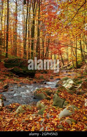 Herbstlandschaft mit Fluss. Wunderschöne Naturlandschaft im Herbst. Steine und Bäume in buntem Laub am Ufer des schnellen Flusses. Hell sonnig Stockfoto