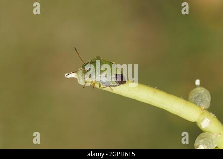 Grüner Schildwanze (Palomena prasina), gefunden im Haus auf einem Rhipsalis baccifera, Mistelkaktus mit Früchten. September, Niederlande. Stockfoto