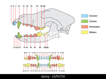 Bau eines Hundezahnarztes Formel Stock Vektor