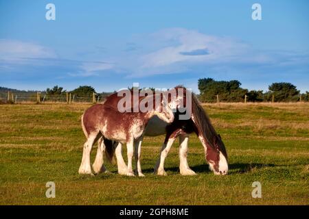 CLYDESDALE MARE UND FOHLEN WEIDEN IM SPÄTSOMMER EIN FELD Stockfoto