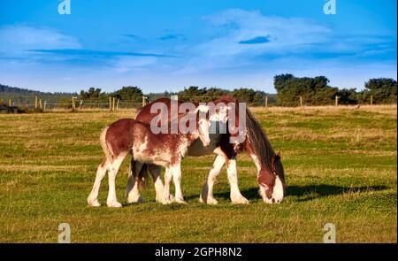 CLYDESDALE MARE UND FOHLEN GRASEN IM SPÄTSOMMER AUF EINEM FELD Stockfoto