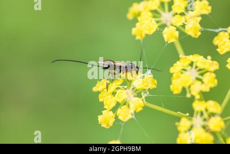 Eine Ichneumonide Wespe auf Fenchel Stockfoto