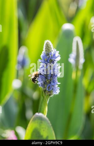 Pickerel Weed (Pontederia cordata) Stockfoto