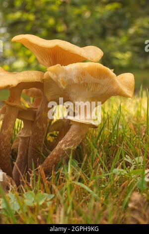 Armillaria mellea, auch als Honigpilz bekannt, ist ein Basidiomycete-Pilz der Gattung Armillaria. Nach dem Kochen ist es ein essbarer Pilz. Stockfoto