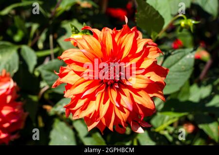 Rote orange Dahlia Blume Stockfoto