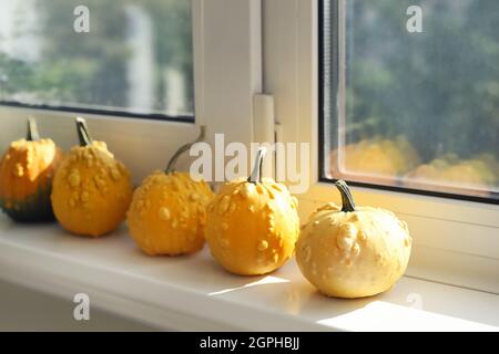 Set aus vielen verschiedenen kleinen Mini warty gelben dekorativen Kürbissen auf weißem Fensterbrett zu Hause Interieur. Halloween Haus saisonal traditionell Stockfoto