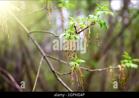 Blütenstände von Aschenholz im Frühling (Kastenholder, Buchsbaum-Ahorn, Manitoba-Ahorn, Acer-Negundo, Holunderesche).Laubbaum, der in Euro weit verbreitet ist Stockfoto