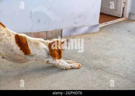 Schöner Spaniel, der auf dem Bürgersteig hochkommt Stockfoto