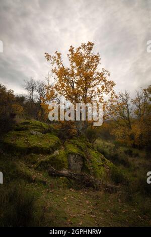 Eiche im Herbst mit seinen gelben Laubblättern, die sich an den moosbewachsenen Felsen mit ihren Wurzeln, dem Wald von La Herreria, Segovia, Spanien, Klammern. Witz Stockfoto