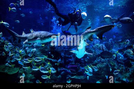 Kuala Lumpur, Malaysia. September 2021. Ein Taucher sah, wie er die Fische im KLCC Aquaria fütterte, bevor er sie in Kuala Lumpur, Malaysia, wieder für die Öffentlichkeit öffnete.Freizeitparks dürfen wegen der Einschränkungen der Coronavirus-Pandemie für Aktivitäten im Rahmen des Nationalen Wiederauffüllungsplans von Malaysia für die Öffentlichkeit zugänglich gemacht werden. Kredit: SOPA Images Limited/Alamy Live Nachrichten Stockfoto