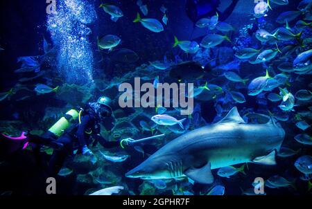 Kuala Lumpur, Malaysia. September 2021. Ein Taucher sah, wie er die Fische im KLCC Aquaria fütterte, bevor er sie in Kuala Lumpur, Malaysia, wieder für die Öffentlichkeit öffnete.Freizeitparks dürfen wegen der Einschränkungen der Coronavirus-Pandemie für Aktivitäten im Rahmen des Nationalen Wiederauffüllungsplans von Malaysia für die Öffentlichkeit zugänglich gemacht werden. (Foto von Wong Fok Loy/SOPA Images/Sipa USA) Quelle: SIPA USA/Alamy Live News Stockfoto