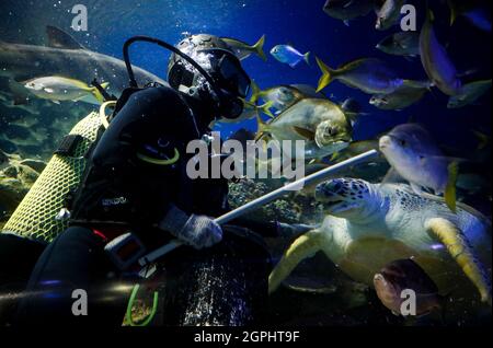 Kuala Lumpur, Malaysia. September 2021. Vor der Wiedereröffnung in Kuala Lumpur hat ein Taucher im Aquaria KLCC Fische füttern sehen.Freizeitparks dürfen wegen der Einschränkungen der Coronavirus-Pandemie für Aktivitäten im Rahmen des Nationalen Erholungsplans Malaysias zugänglich gemacht werden. (Bild: © Wong Fok Loy/SOPA Images via ZUMA Press Wire) Stockfoto