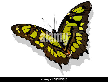Malachit-Schmetterling Stock Vektor