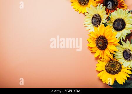 Büschel gelb orange Limette Sonnenblumen auf dem Hintergrund. Gruppe von Herbstblüten im Sommer. Platz Stockfoto