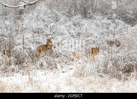 Eine wunderschöne Winterszene mit Weißschwanzhirschen, die im Wald auf der Nahrungssuche sind, während eine Decke aus sanft fallendem Schnee das Gebiet bedeckt. Stockfoto