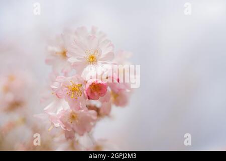 Kirschblüten im japanischen Haus der Cité Universitaire, Paris, Frankreich Stockfoto