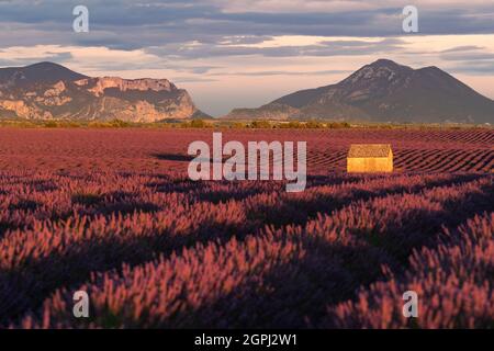 Kleines Haus in einem Lavendelfeld bei Sonnenuntergang in Valensole, Frankreich Stockfoto