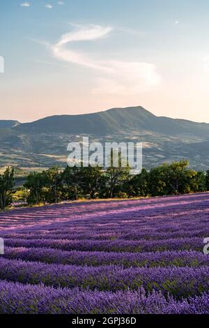 Lavendel-Feld in der Provence, Frankreich Stockfoto
