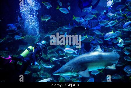 Kuala Lumpur, Malaysia. September 2021. Ein Taucher sah, wie er die Fische im KLCC Aquaria fütterte, bevor er sie in Kuala Lumpur, Malaysia, wieder für die Öffentlichkeit öffnete.Freizeitparks dürfen wegen der Einschränkungen der Coronavirus-Pandemie für Aktivitäten im Rahmen des Nationalen Wiederauffüllungsplans von Malaysia für die Öffentlichkeit zugänglich gemacht werden. (Bild: © Wong Fok Loy/SOPA Images via ZUMA Press Wire) Stockfoto