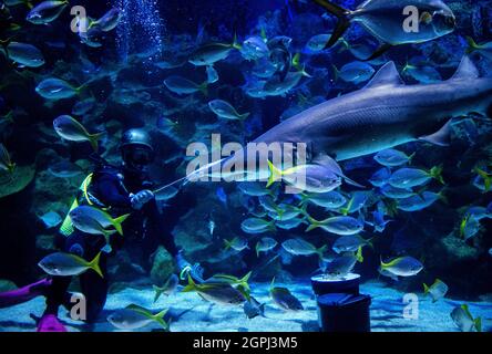 Kuala Lumpur, Malaysia. September 2021. Ein Taucher sah, wie er die Fische im KLCC Aquaria fütterte, bevor er sie in Kuala Lumpur, Malaysia, wieder für die Öffentlichkeit öffnete.Freizeitparks dürfen wegen der Einschränkungen der Coronavirus-Pandemie für Aktivitäten im Rahmen des Nationalen Wiederauffüllungsplans von Malaysia für die Öffentlichkeit zugänglich gemacht werden. (Bild: © Wong Fok Loy/SOPA Images via ZUMA Press Wire) Stockfoto