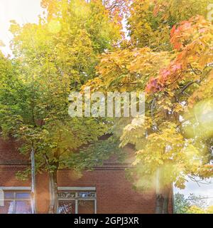 Schöne bunte grüne, orange, gelbe und braune Blätter auf dem Baum am Anfang des Herbstes langsam von frischem Sommergrün zu schönen a Stockfoto