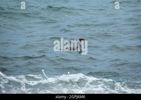 Ente Schwimmen im Meer in der Nähe von Tayrona Park, Kolumbien Stockfoto