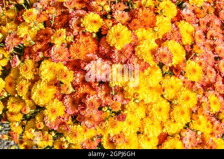 Bunte gelbe, orange und rosa Mütter für Blumenhintergrund. Nahaufnahme. Stockfoto