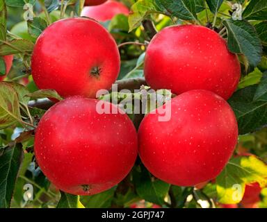 Apfel 'Discovery', wächst auf Baum, Äpfel, Malus domestica, gesunde Ernährung Stockfoto