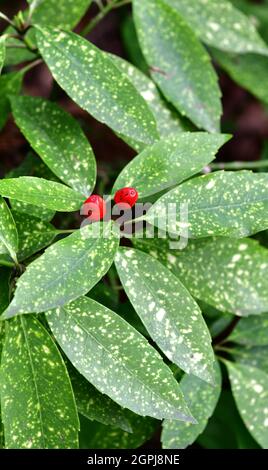 Nahaufnahme der japanischen Aucuba (Aucuba japonica) mit Früchten Stockfoto