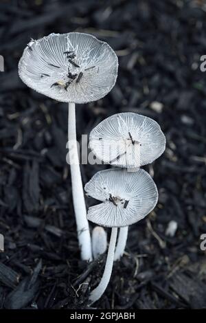 Zarte weiße Haresfoot Tintenkappen-Pilze auf schwarzen Holzspänen Coprinopsis Lagopus Fungus Canada Stockfoto