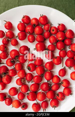 Rote Beeren von frischem Weißdorn in einem Teller, der auf einer grünen Tischdecke steht. Stockfoto