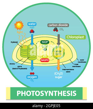Diagramm zeigt den Prozess der Photosynthese in Pflanzendarstellung Stock Vektor