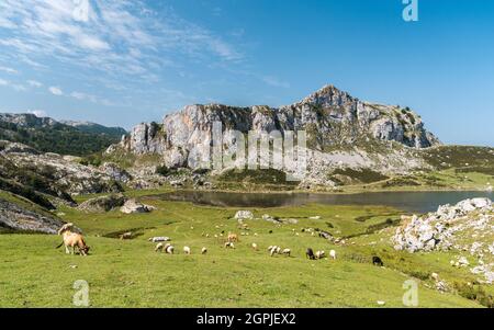 Der Ercina-See, einer der als Seen von Covadonga bekannten Seen, im Nationalpark Picos de Europa (Nordspanien) Stockfoto