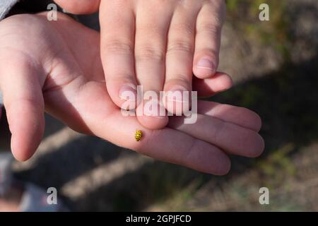 22 Marienkäfer vor Ort. Gelber Marienkäfer kriecht auf der Hand des Kindes. Stockfoto