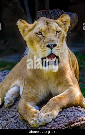 Eine Löwin (Panthera Leo) legt sich am 8. September 2015 im Zoo von Memphis in Memphis, Tennessee, auf ein Holzbuch. Stockfoto