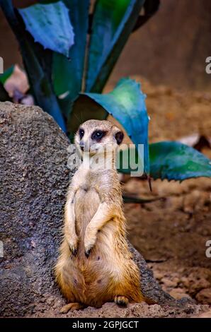 Ein Erdmännchen (Suricata suricatta) steht im Zoo von Memphis am 8. September 2015 in Memphis, Tennessee. Stockfoto