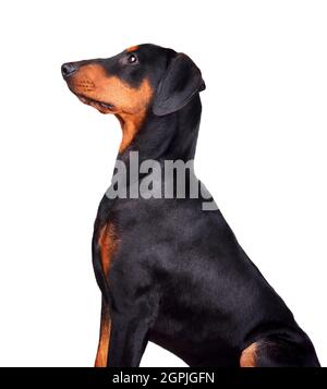 Sechs Monate alter, brauner und schwarzer deutscher Pinscher oder Dobermann Pinscher, der auf einer weißen Rückengraune sitzt Stockfoto