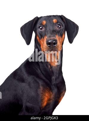 Porträt eines sechs Monate alten Welpen aus braunem und schwarzem deutschen Pinscher oder Dobermann Pinscher, isoliert auf einer weißen Hintergruppe Stockfoto