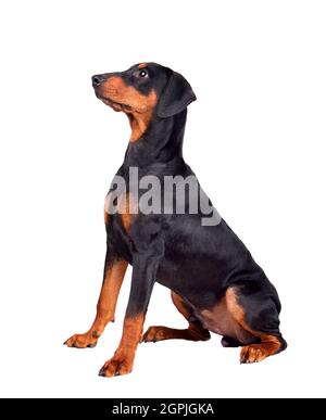 Sechs Monate alter, brauner und schwarzer deutscher Pinscher oder Dobermann Pinscher, isoliert auf einer weißen Rückengraune Stockfoto